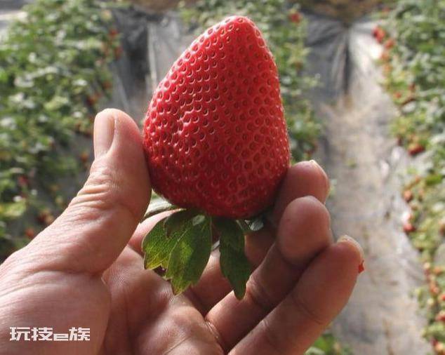 草莓哪个品种好吃又甜(口感好香甜味浓的草莓品种)-图片3